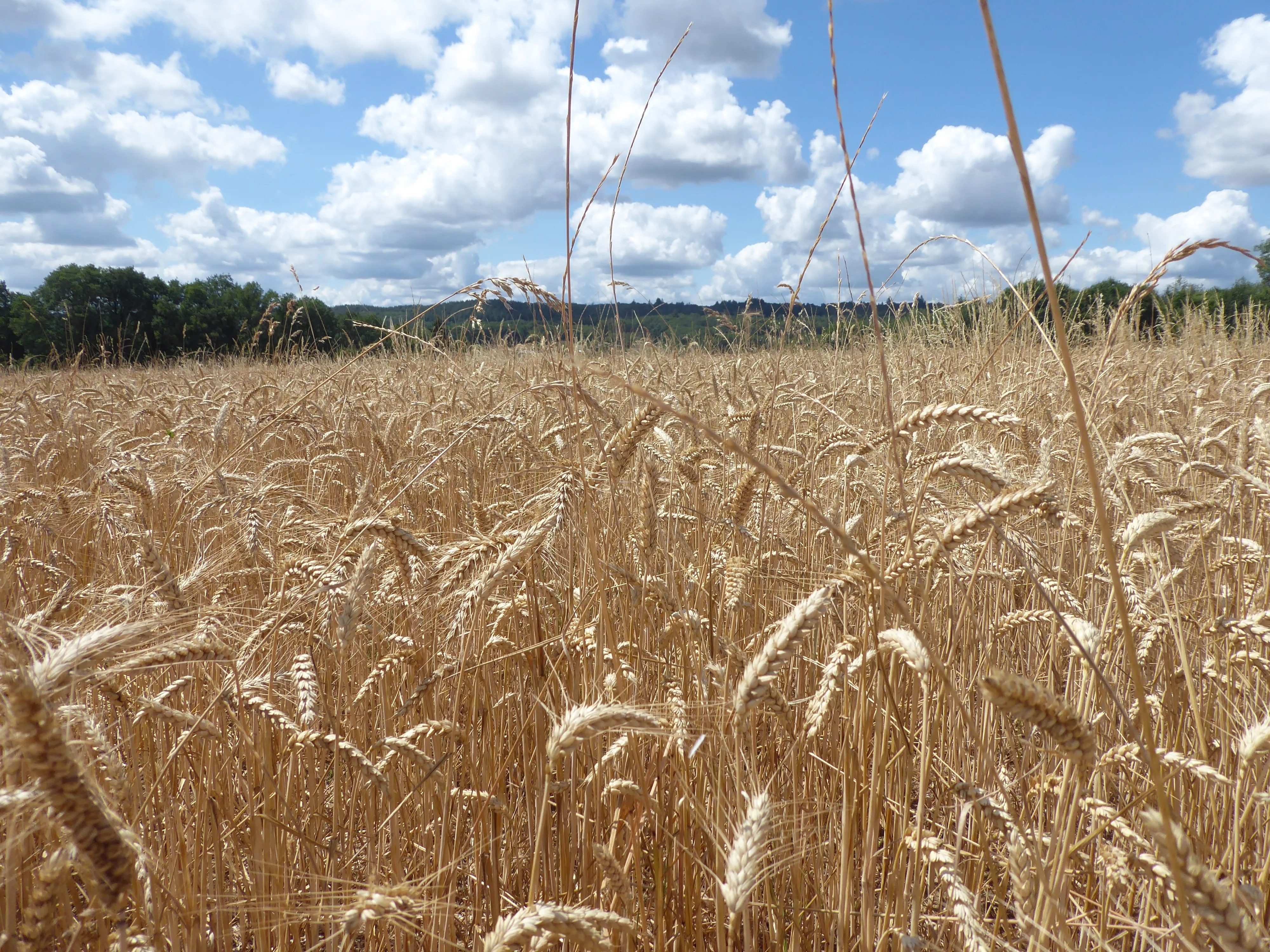 Champ de blé