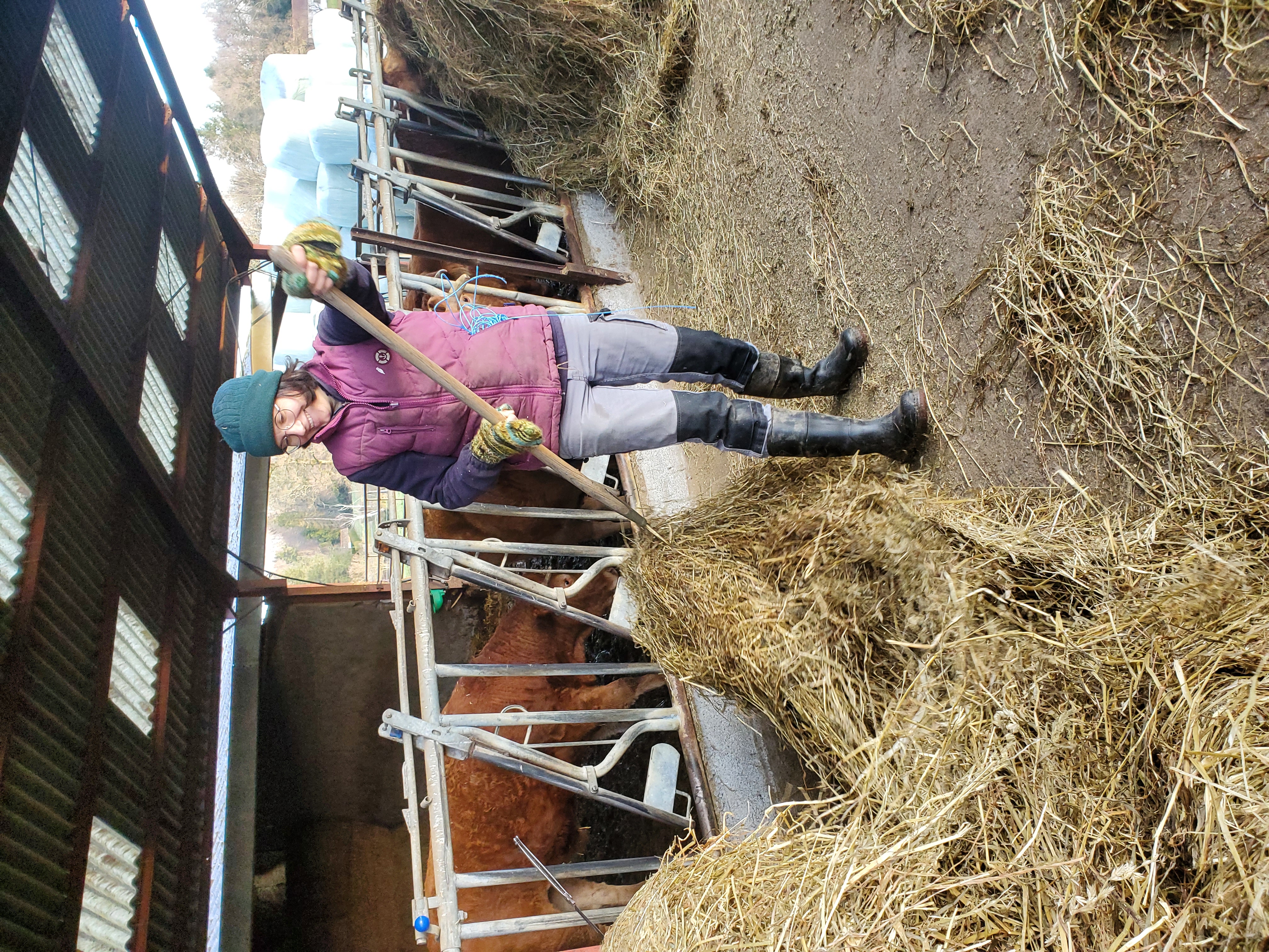 Coralise avec les vaches Limousines