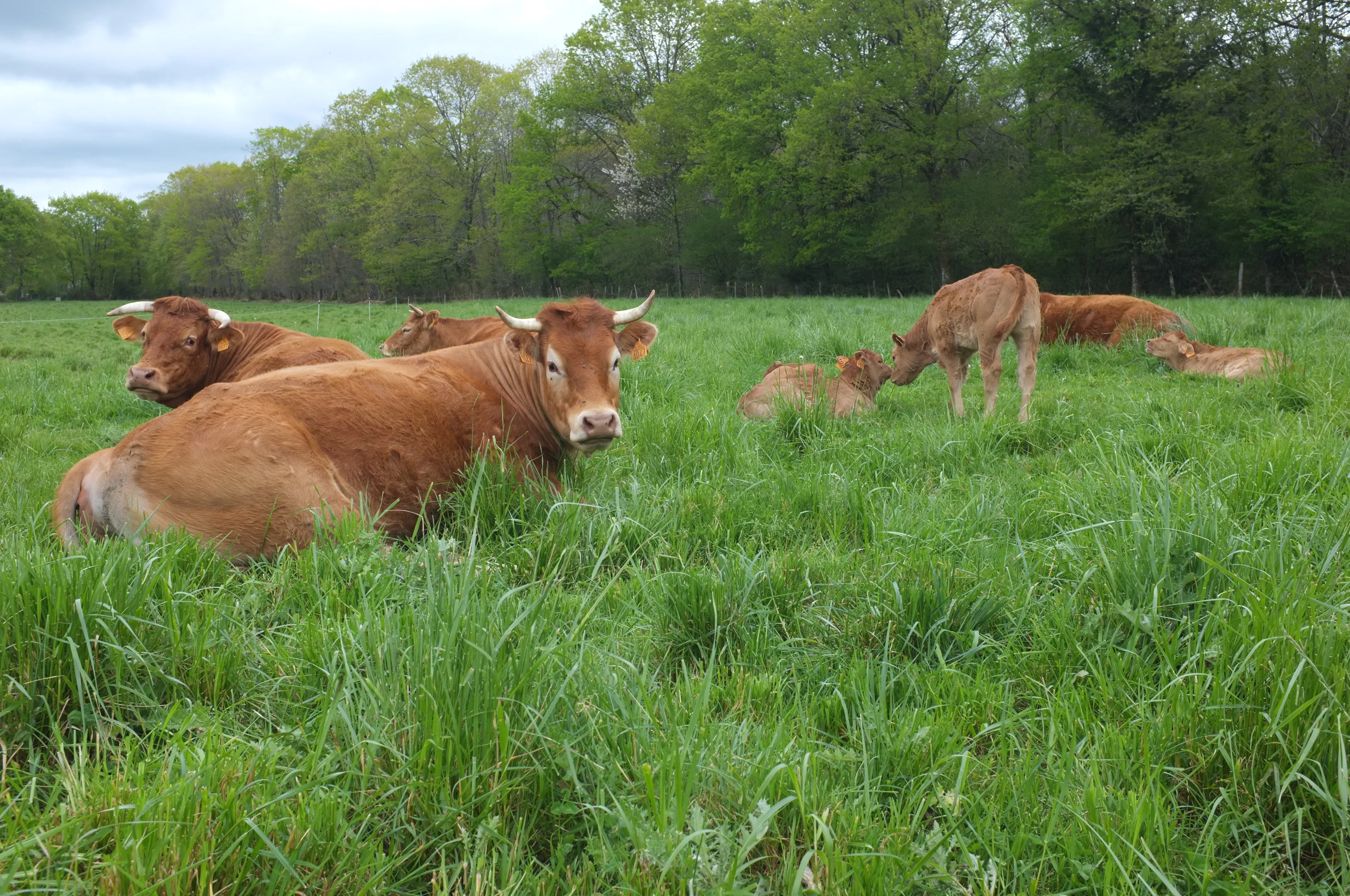 Vaches Limousines au pré, ferme de Laubanie